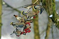 Bohemian Waxwing (Bombycilla garrulus) flock feedi