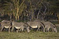 Grevy’s Zebra (Equus grevyi) herd grazing on green