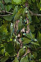 Red-bellied Macaw (Ara manilata) flock feeding on 