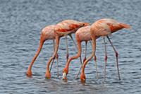 Greater Flamingo (Phoenicopterus ruber) group feed