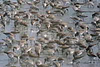 Western Sandpiper (Calidris mauri) migrate to bree