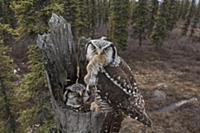 Northern Hawk Owl (Surnia ulula) male bringing Nor