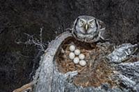 Northern Hawk Owl (Surnia ulula) at nest with eggs