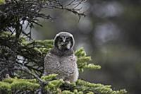 Northern Hawk Owl (Surnia ulula) fledgling swallow