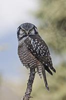 Northern Hawk Owl (Surnia ulula), Alaska