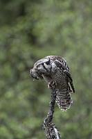Northern Hawk Owl (Surnia ulula) with Common Redpo