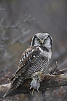 Northern Hawk Owl (Surnia ulula) with Northern Red