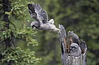 Northern Hawk Owl (Surnia ulula) fledgling taking 