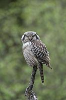 Northern Hawk Owl (Surnia ulula), Alaska