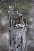 Northern Hawk Owl (Surnia ulula) on nest during sn