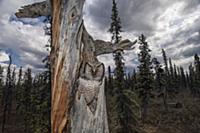 Northern Hawk Owl (Surnia ulula) in nest in taiga,