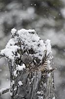 Northern Hawk Owl (Surnia ulula) on nest during sn
