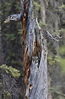 Northern Hawk Owl (Surnia ulula) in nest, Alaska