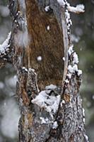 Northern Hawk Owl (Surnia ulula) on nest during sn