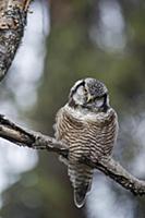 Northern Hawk Owl (Surnia ulula), Alaska