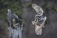 Northern Hawk Owl (Surnia ulula) male bringing Nor