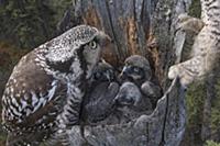Northern Hawk Owl (Surnia ulula) parents at nest w