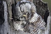Northern Hawk Owl (Surnia ulula) preening in nest,