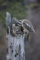 Northern Hawk Owl (Surnia ulula) male feeding Nort