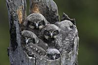 Northern Hawk Owl (Surnia ulula) chicks in nest, A