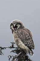 Northern Hawk Owl (Surnia ulula) fledgling calling
