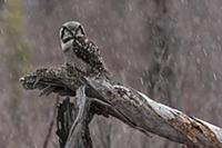 Northern Hawk Owl (Surnia ulula) in snowfall, Alas
