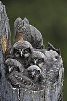 Northern Hawk Owl (Surnia ulula) chicks in nest, A