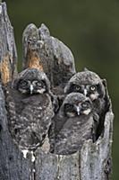 Northern Hawk Owl (Surnia ulula) chicks in nest, A