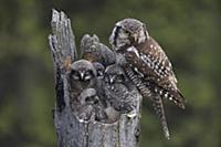 Northern Hawk Owl (Surnia ulula) parent with chick