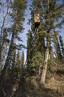 Northern Hawk Owl (Surnia ulula) photography blind