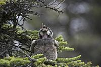Northern Hawk Owl (Surnia ulula) fledgling swallow