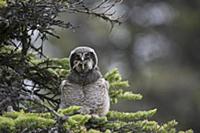 Northern Hawk Owl (Surnia ulula) fledgling swallow