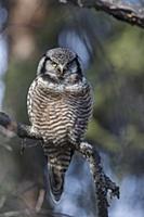 Northern Hawk Owl (Surnia ulula), Alaska