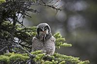 Northern Hawk Owl (Surnia ulula) fledgling swallow