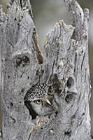 Northern Hawk Owl (Surnia ulula) peering from nest