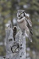 Northern Hawk Owl (Surnia ulula) pair at nest, Ala