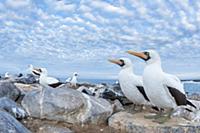 Nazca Booby (Sula granti) group on coast, Punta Su