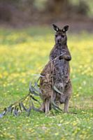 Western Grey Kangaroo (Macropus fuliginosus) pause