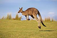 Eastern Grey Kangaroo (Macropus giganteus) male ju
