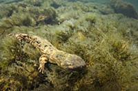 Eastern Hellbender (Cryptobranchus alleganiensis a