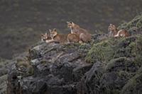 Mountain Lion (Puma concolor) mother and cubs, Tor