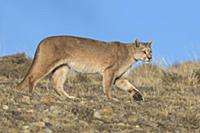 Mountain Lion (Puma concolor) female, Torres del P