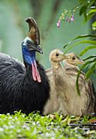 Southern Cassowary (Casuarius casuarius) male with