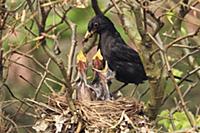 Eurasian Blackbird (Turdus merula) father feeding 