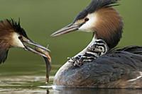 Great Crested Grebe (Podiceps cristatus) male feed