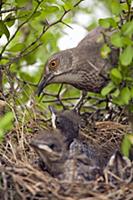 Curve-billed Thrasher (Toxostoma curvirostre) male