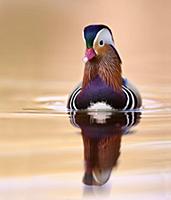 Mandarin Duck (Aix galericulata) drake, Cuneo, Ita