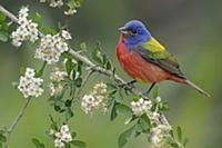 Painted Bunting (Passerina ciris) male, Texas