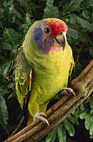 Red-tailed Amazon (Amazona brasiliensis), Atlantic