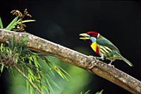 Versicolored Barbet (Eubucco versicolor), Manu clo